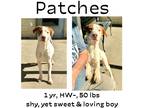 Adopt Patches a Mixed Breed (Medium) / Mixed dog in Albany, GA (40584110)
