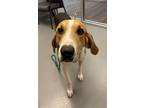 Adopt Gale a Tricolor (Tan/Brown & Black & White) Hound (Unknown Type) / Mixed