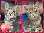 Adopt Possum a Tan or Fawn Tabby Domestic Mediumhair (medium coat) cat in