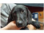 Adopt Boss a Labrador Retriever / Hound (Unknown Type) dog in Lorain