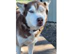 Adopt Finn a Red/Golden/Orange/Chestnut - with White Siberian Husky / Mixed dog