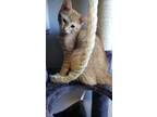 Adopt Elise a Orange or Red Tabby Tabby (short coat) cat in Dallas