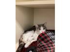 Adopt Working Cat: Bella a Domestic Shorthair / Mixed (short coat) cat in