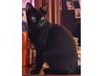 Adopt BabyCat a All Black Domestic Shorthair / Mixed (medium coat) cat in