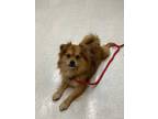 Adopt Davey a Tibetan Spaniel dog in Greensboro, MD (39327387)