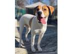 Adopt Lexi a Mixed Breed (Medium) / Mixed dog in Killen, AL (39883460)