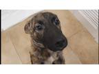 Adopt Heather a Brown/Chocolate Mixed Breed (Small) / Mixed dog in Los Angeles