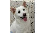 Adopt Chapssal a White Jindo / Mixed dog in Vancouver, BC (40613764)