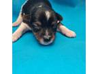 Yorkshire Terrier Puppy for sale in Pana, IL, USA