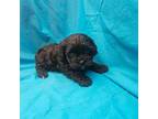 Shih-Poo Puppy for sale in Pana, IL, USA