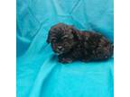 Cavapoo Puppy for sale in Pana, IL, USA