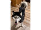Adopt SOPHIE a Black - with White Husky / Mixed Breed (Medium) / Mixed dog in