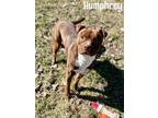 Adopt Humphrey a Brown/Chocolate American Pit Bull Terrier / Mixed dog in