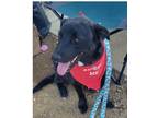 Adopt London a Black - with White Labrador Retriever dog in Dallas