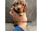 Dachshund Puppy for sale in Muncie, IN, USA