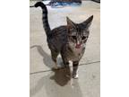 Adopt Ziva a Gray, Blue or Silver Tabby Domestic Shorthair cat in Lexington
