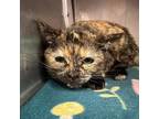 Adopt Feline 6 a Brown Tabby Domestic Shorthair / Mixed cat in El Paso
