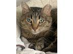 Adopt Katie8 a Brown Tabby Domestic Shorthair / Mixed (short coat) cat in