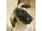 Adopt ANGELINA (Mid-East) yo a Anatolian Shepherd dog in Langley, BC (40386048)