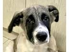 Adopt BRAD (Mid-East) yo a Tricolor (Tan/Brown & Black & White) Anatolian