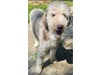 Adopt OLIVER a Poodle (Standard) / Australian Shepherd dog in Shreveport