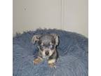Chihuahua Puppy for sale in Shepherd, TX, USA