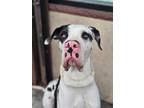 Adopt Captain a Great Dane / Mixed dog in Brooklyn, NY (40363017)