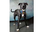 Adopt Dobby a Black Labrador Retriever / American Pit Bull Terrier / Mixed dog
