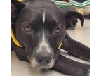 Adopt Blossom a Black - with White Labrador Retriever / Mixed dog in Cincinnati