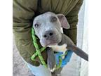 Adopt Grace a Gray/Blue/Silver/Salt & Pepper Pit Bull Terrier / Mixed dog in El