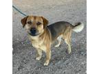 Adopt WILLIE a Brown/Chocolate Labrador Retriever / Mixed dog in El Paso