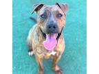 Adopt Wanu* a Brown/Chocolate Pit Bull Terrier / Mixed dog in El Paso