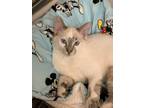 Adopt Daunte a Gray, Blue or Silver Tabby Colorpoint Shorthair (short coat) cat