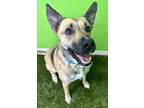 Adopt Foxy a Brown/Chocolate Australian Cattle Dog / Mixed Breed (Medium) /