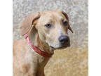 Adopt Mr. Green a Tan/Yellow/Fawn Hound (Unknown Type) / Mixed Breed (Medium) /