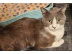 Adopt George a Gray or Blue (Mostly) Domestic Shorthair / Mixed cat in