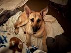 Adopt Lolly a Black - with Tan, Yellow or Fawn German Shepherd Dog / Mixed dog