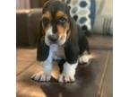 Basset Hound Puppy for sale in Cisco, TX, USA