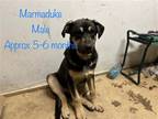 Adopt Marmaduke a Black - with Tan, Yellow or Fawn German Shepherd Dog / Mixed