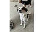 Adopt Charlie Boy a White - with Brown or Chocolate Beagle / Dalmatian / Mixed