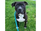Adopt Emmett a Black - with White Pit Bull Terrier / Mixed dog in Costa Mesa