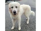Adopt Nimbus a White Great Pyrenees / Mixed dog in Costa Mesa, CA (40702646)