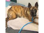 Adopt Renegade a Brindle Belgian Malinois / Mastiff / Mixed dog in Costa Mesa