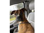 Adopt Stay- E Hampshire St a Brown/Chocolate Mixed Breed (Medium) / Mixed dog in