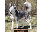 Adopt Ranger Rick a Black Husky / Mixed Breed (Medium) / Mixed (short coat) dog
