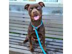Adopt Rusty a Red/Golden/Orange/Chestnut Labrador Retriever / Pit Bull Terrier /
