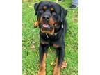 Adopt Major a Red/Golden/Orange/Chestnut - with Black Rottweiler / Mixed dog in