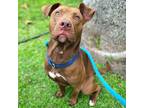 Adopt Charleston a Red/Golden/Orange/Chestnut - with White Pit Bull Terrier /