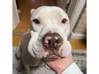 Adopt Silver a White Pit Bull Terrier / Mixed dog in El Paso, TX (40688603)