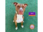 Adopt REX a Brown/Chocolate American Pit Bull Terrier / Mixed dog in El Paso